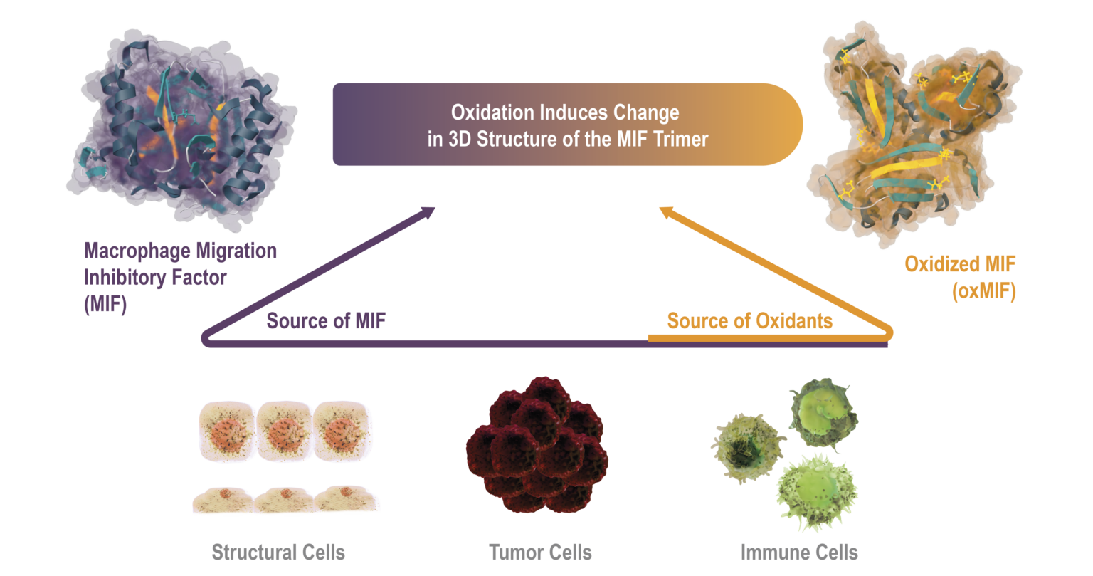 Technology Platform Anti-oxMIF